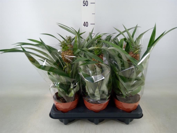 <h4>Ananas  'Rosita'</h4>