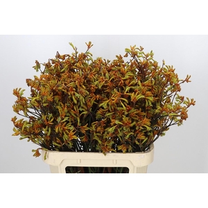 Anigozanthos Bush Sunset