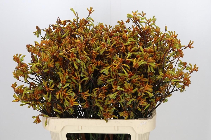 <h4>Anigozanthos Bush Sunset</h4>