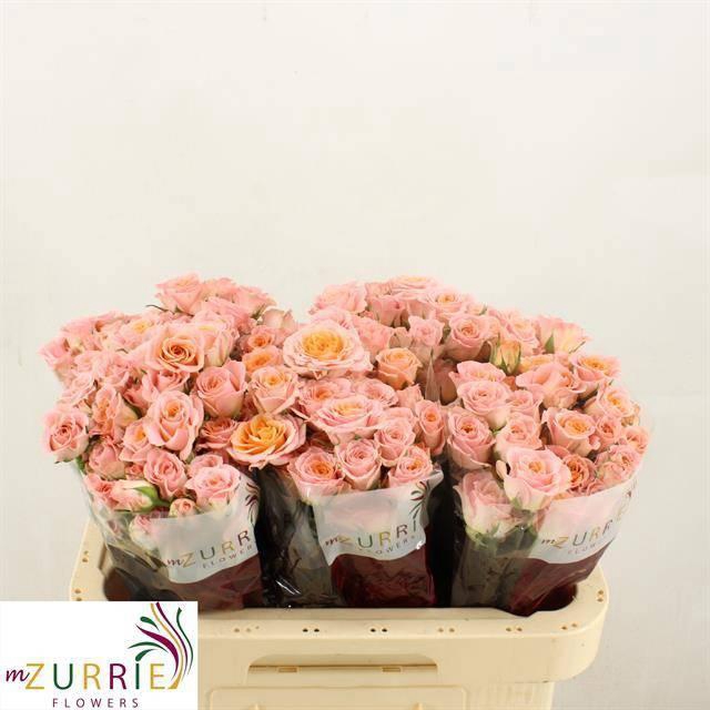 <h4>R TR SUNDIAL</h4>