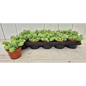 SEDUM BURRITO