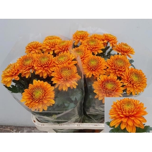 Chrys bl willem van oranje