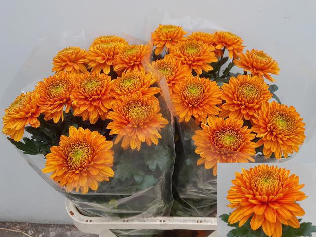 <h4>Chrys bl willem van oranje</h4>