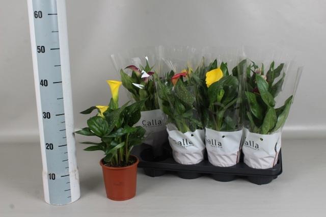 <h4>ZANT GEM 6 KL</h4>