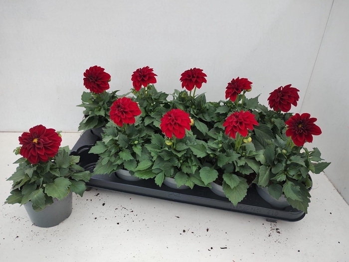 <h4>DAHL HYPNO RED</h4>