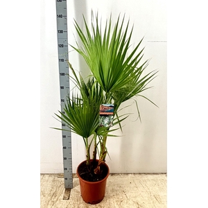 WASHINGTONIA