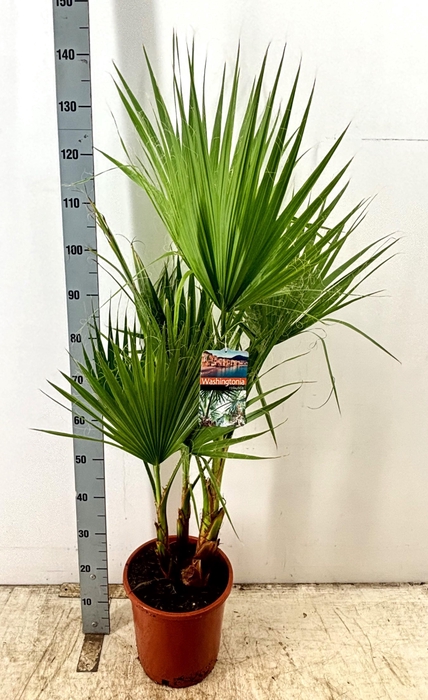 <h4>WASHINGTONIA</h4>