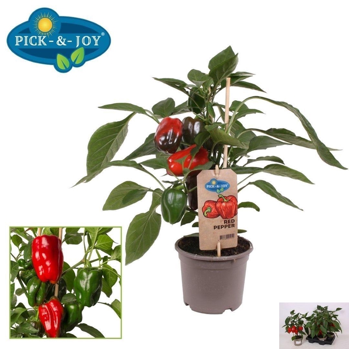 <h4>PAPRIKA PLANTEN</h4>