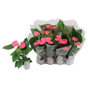 Anthurium XL.31 Arisa Pink 9cm in blanco hoes