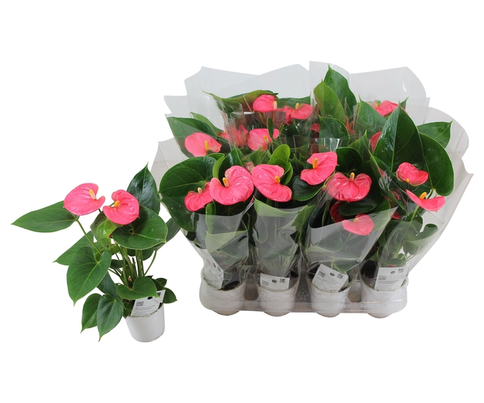 <h4>Anthurium XL.31 Arisa Pink 9cm in blanco hoes</h4>