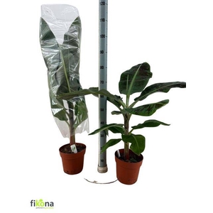MUSA DWARF CAVENDISH
