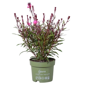 Gaura Belleza Early Pink