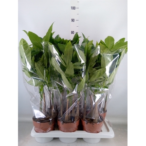Pachira aquatica