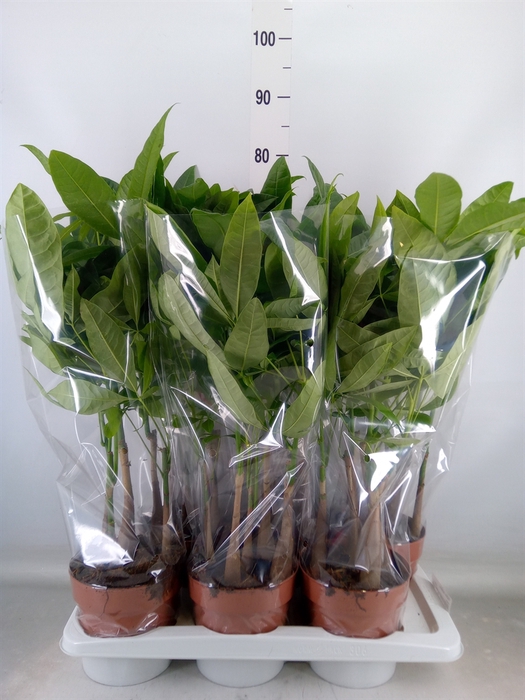 <h4>Pachira aquatica</h4>
