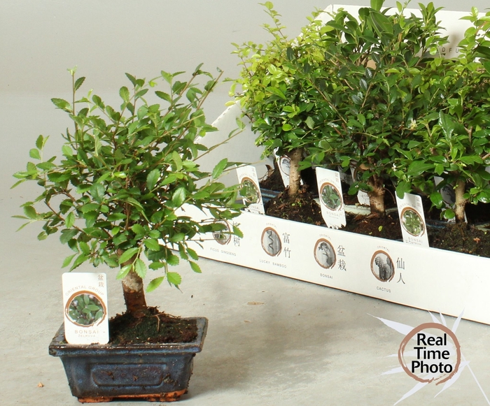 <h4>BONSAI GEM</h4>