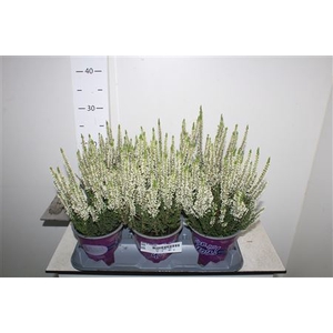 Callu Bl Verenka