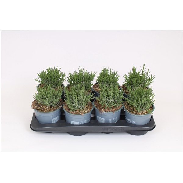 <h4>Lavandula Angustifolia 'Hidcote'</h4>