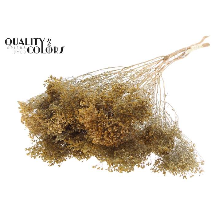 <h4>Broom Bloom p/bunch in poly Natural</h4>