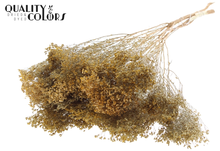 Broom Bloom p/bunch in poly Natural