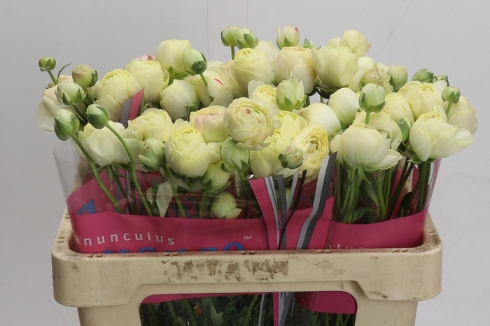 Ranunculus Romance Hydra