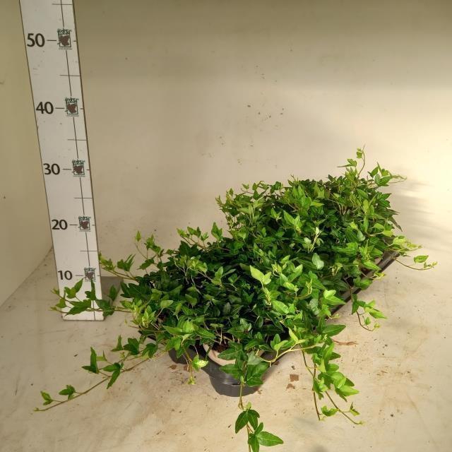 <h4>HED HE SHAMROCK</h4>