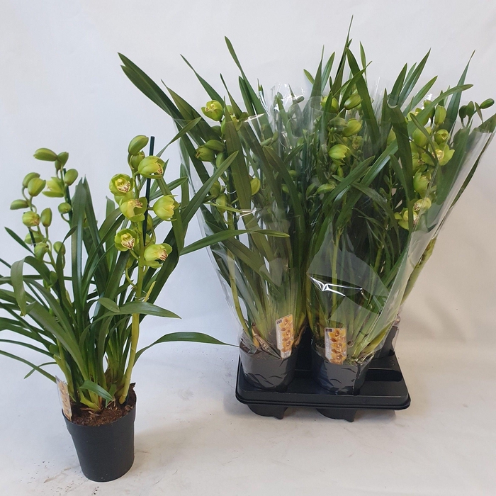 <h4>CYMB OVERIG</h4>