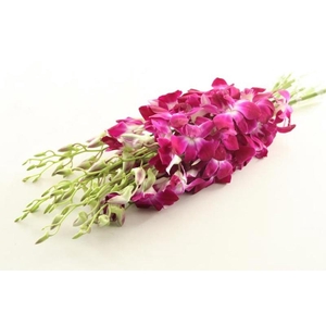 Dendr Purple/ White