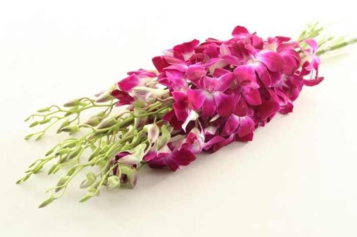 Dendr Purple/ White