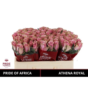 R GR ATHENA ROYALE