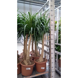 Beaucarnea recurvata
