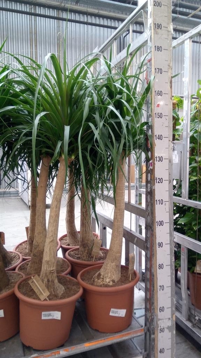 <h4>Beaucarnea recurvata</h4>