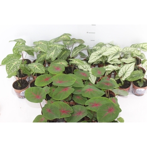 CALADIUM VARIADO P09