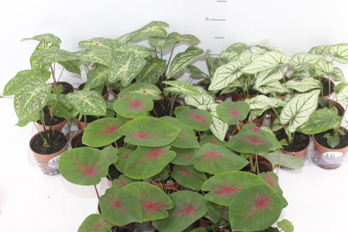 CALADIUM VARIADO P09