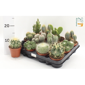 CACTUS GEM