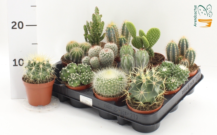 <h4>CACTUS GEM</h4>