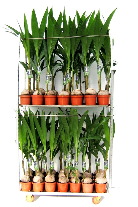 <h4>cocos 100 cm 2 lagen per cc</h4>