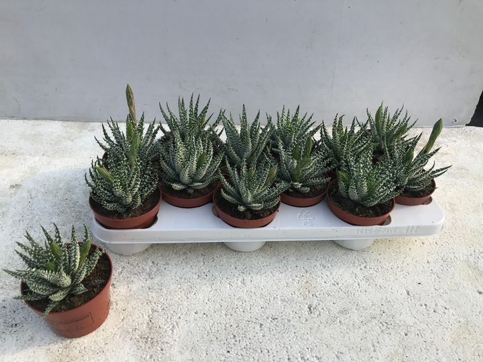 <h4>ALOE HUMILIS</h4>