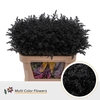 Solidago DYED Black