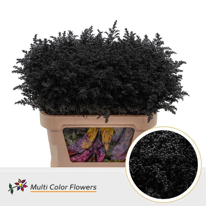 <h4>Solidago colored BLACK</h4>