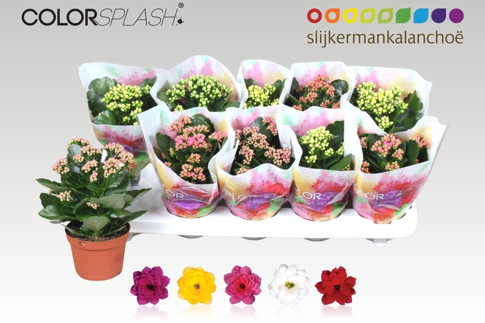 <h4>KAL GE GEM 5 KL</h4>