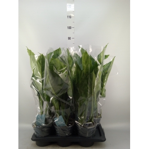 Aglaonema  'B.J. Freedman'