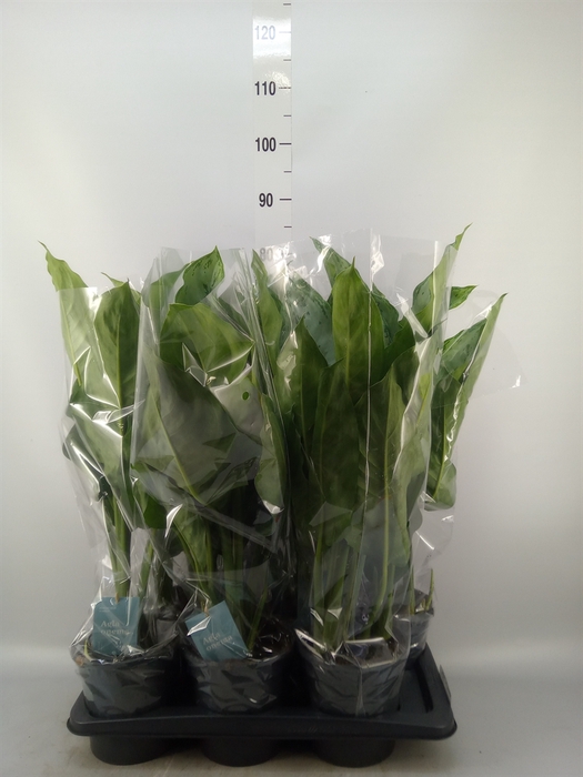 <h4>Aglaonema  'B.J. Freedman'</h4>