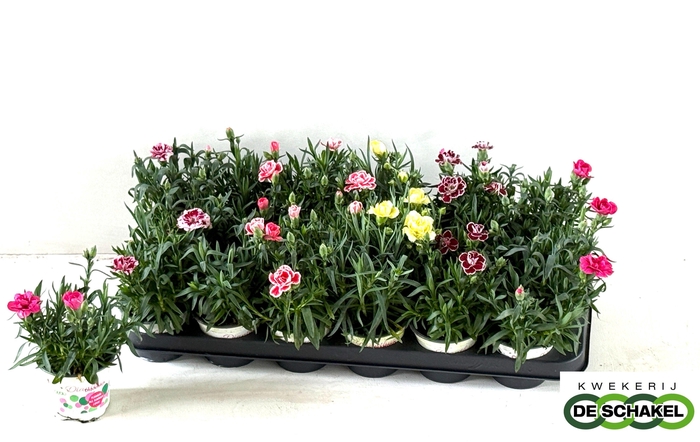 <h4>DIAN GEMENGD</h4>