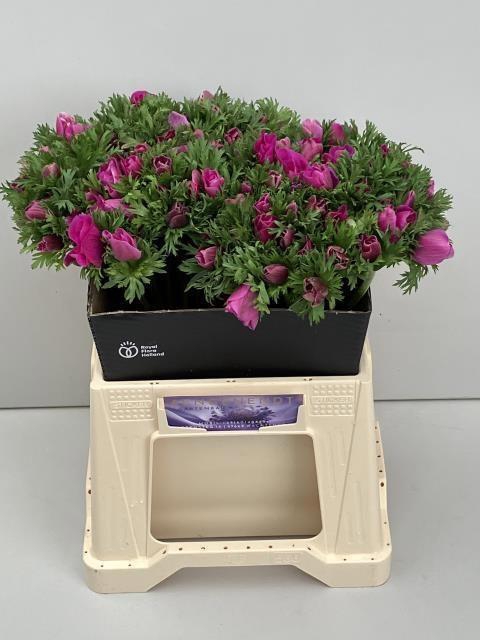 <h4>ANEM CO M L ORCHID</h4>