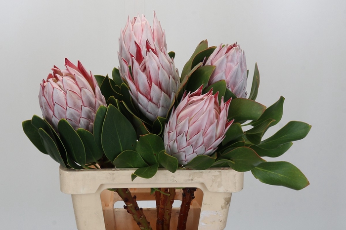 <h4>Protea Cynaroides</h4>