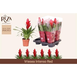 VRIES INTENSO RED