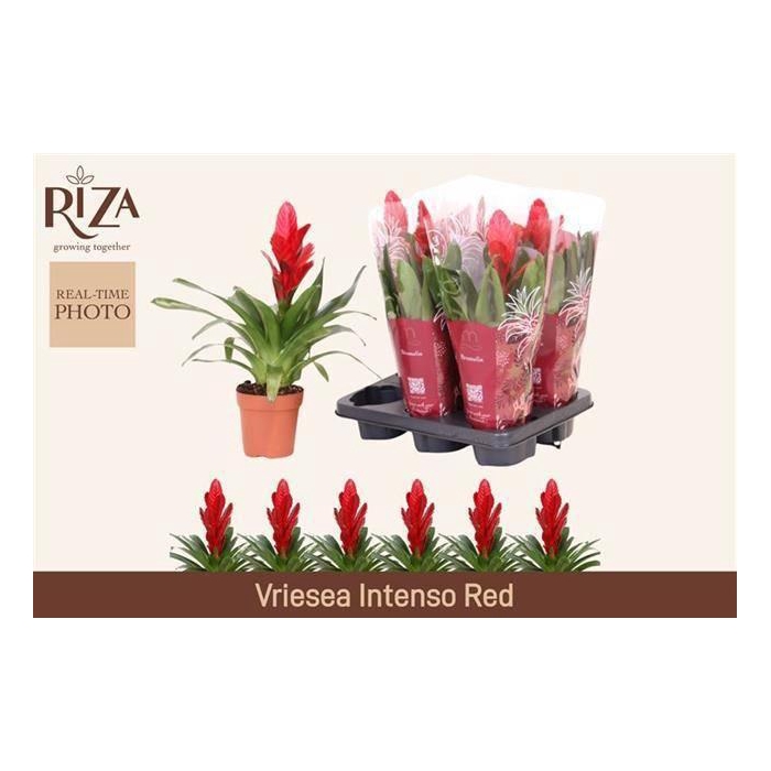 <h4>VRIES INTENSO RED</h4>