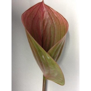 Anthurium Scoop
