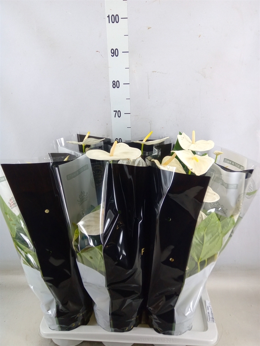 <h4>Anthurium andr. 'Alaska'</h4>