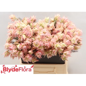 Serruria Satin Star 2-5